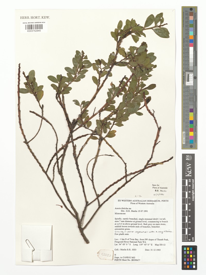 Acacia disticha photo 2