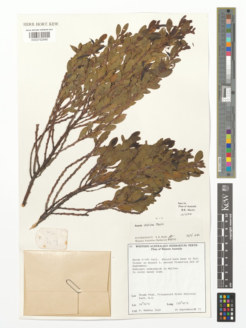 Acacia disticha photo 3