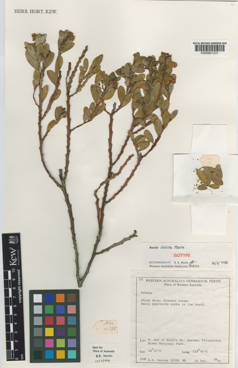 Acacia disticha photo 4