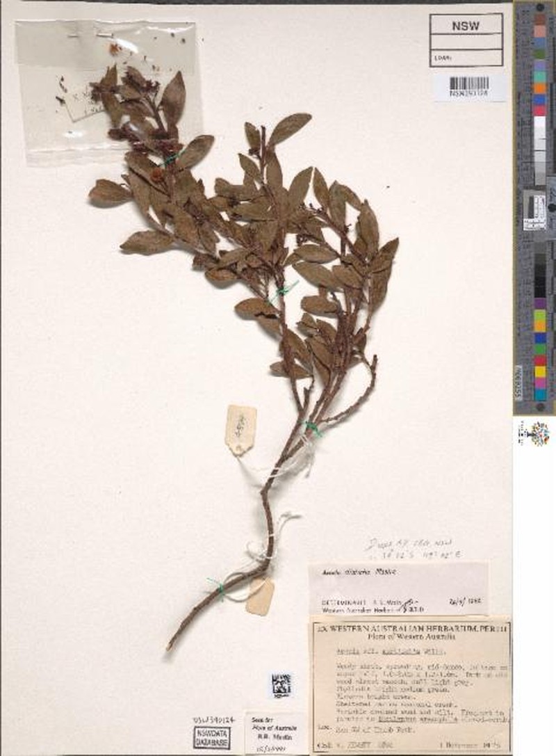 Acacia disticha photo 5