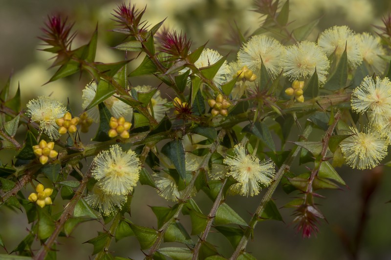 Acacia divergens