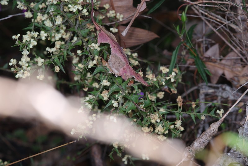 Acacia divergens photo 2