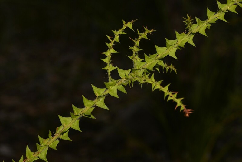 Acacia divergens photo 3