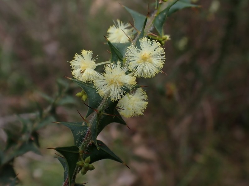 Acacia divergens photo 4