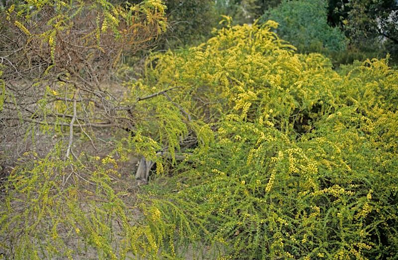 Acacia divergens photo 5
