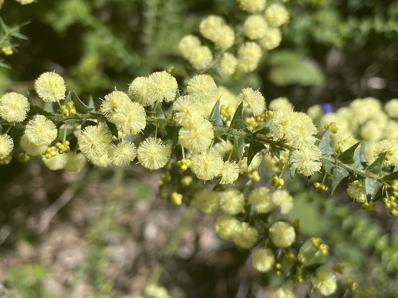 Acacia divergens photo 6