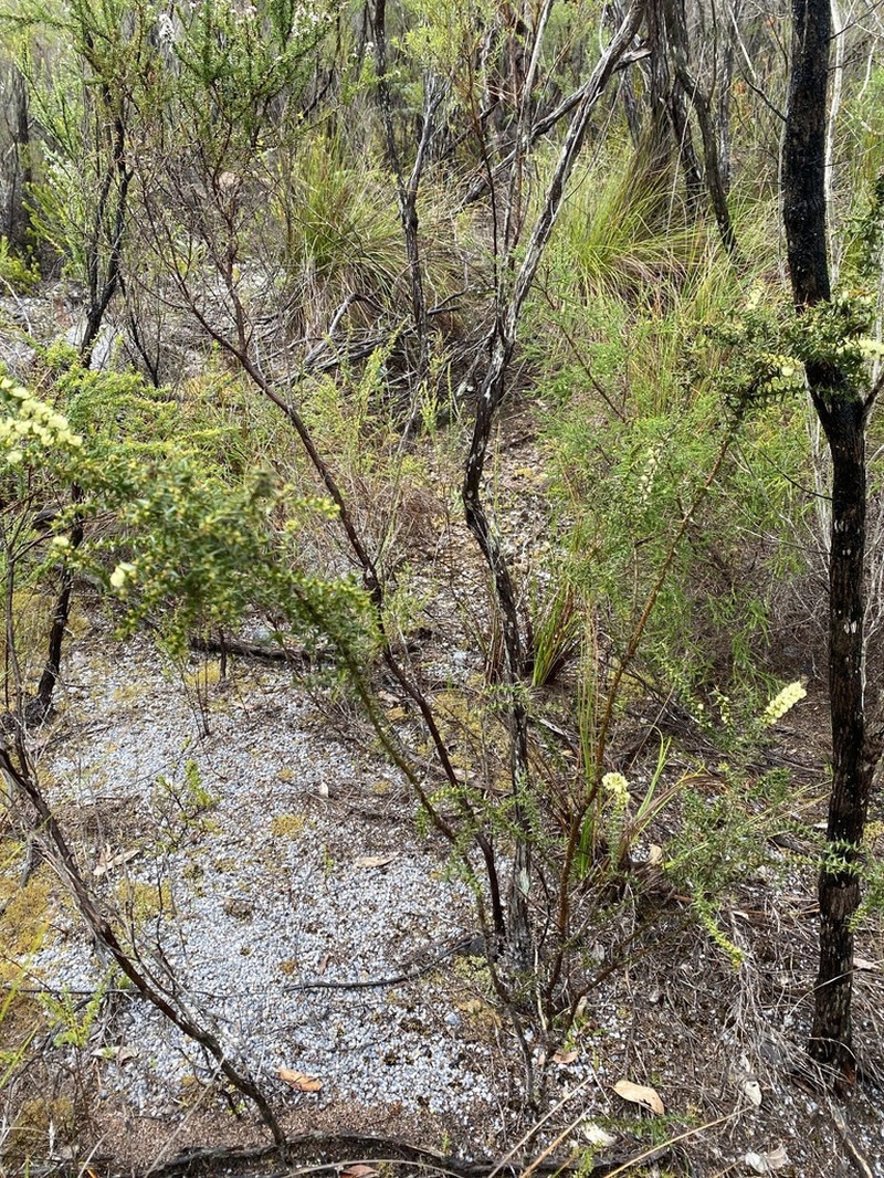 Acacia divergens photo 7