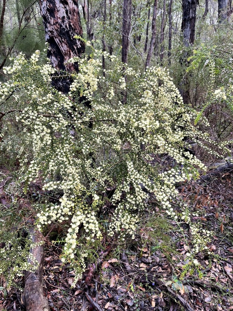 Acacia divergens photo 8