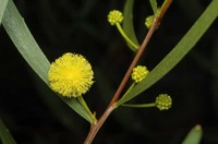 Acacia dodonaeifolia