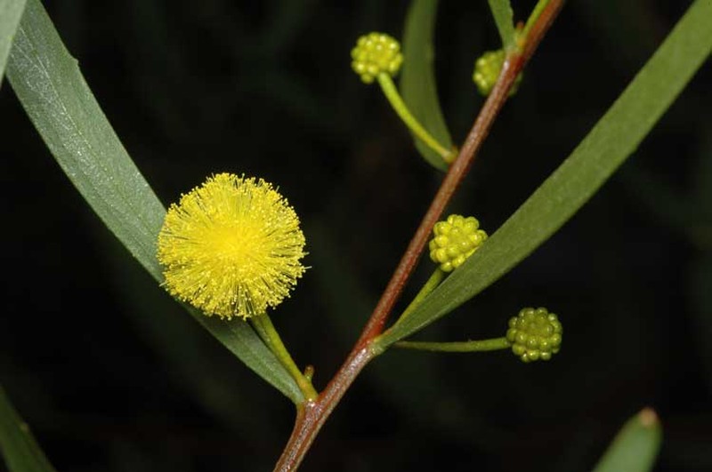 Acacia dodonaeifolia