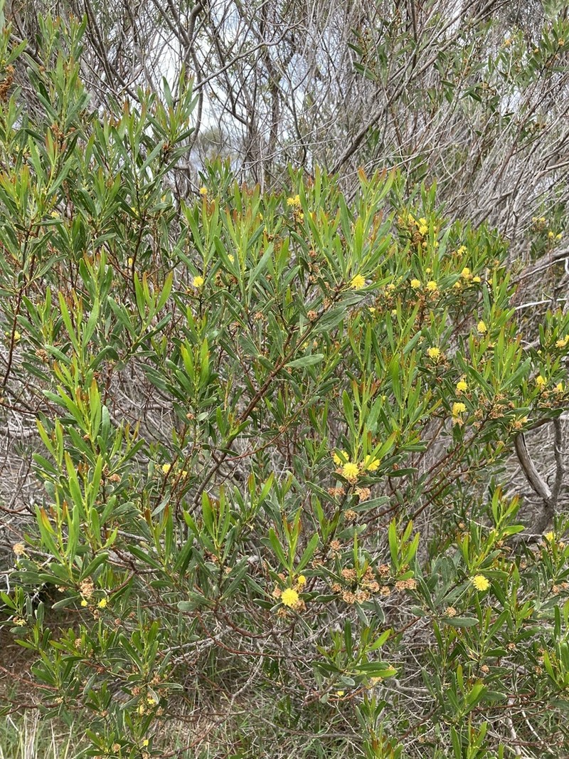 Acacia dodonaeifolia photo 2