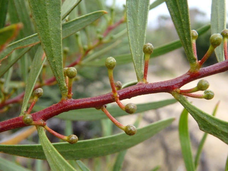 Acacia dodonaeifolia photo 3