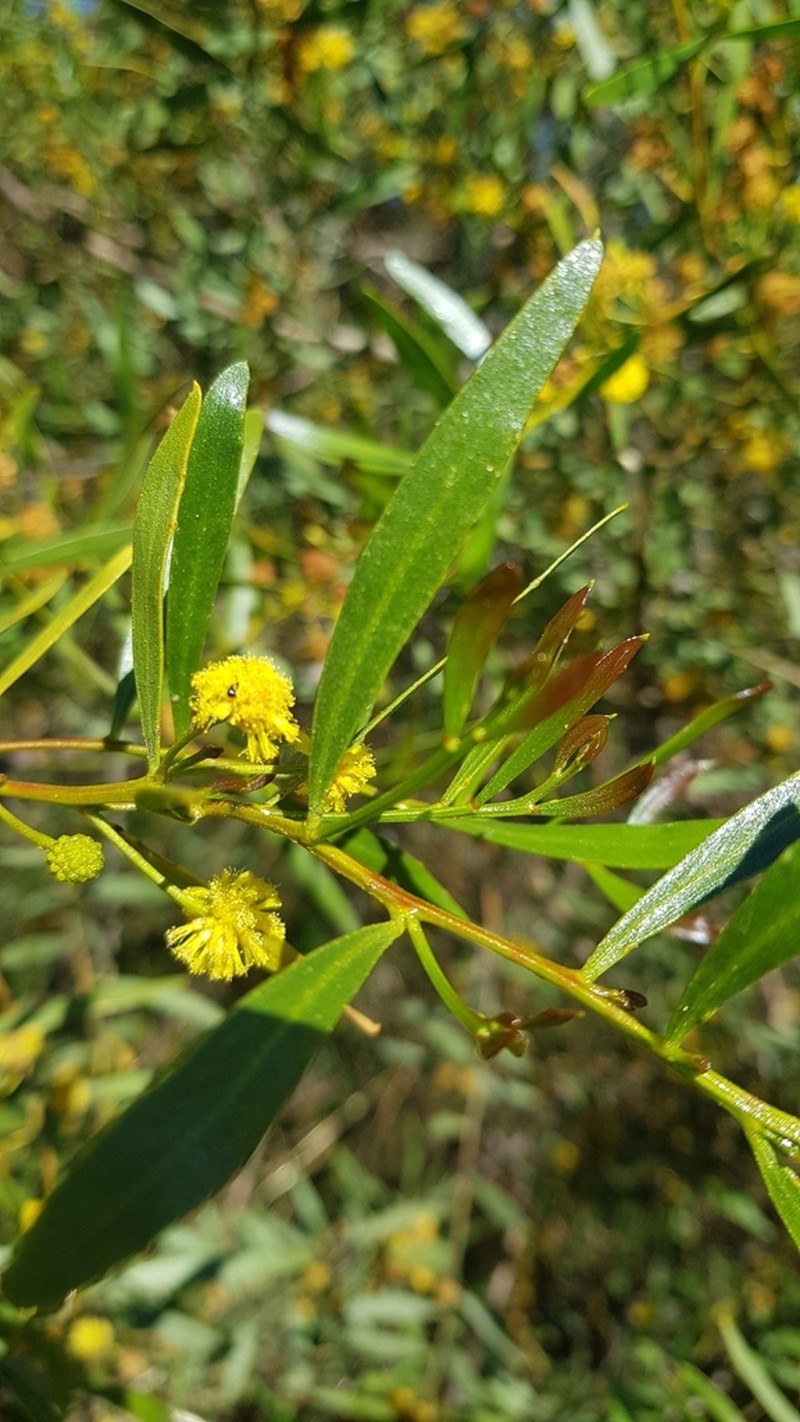 Acacia dodonaeifolia photo 4