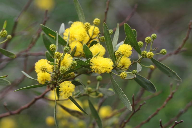 Acacia dodonaeifolia photo 5