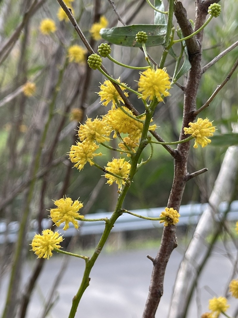 Acacia dodonaeifolia photo 6