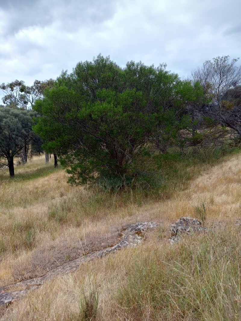 Acacia dodonaeifolia photo 7