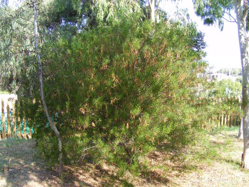 Acacia dodonaeifolia photo 8