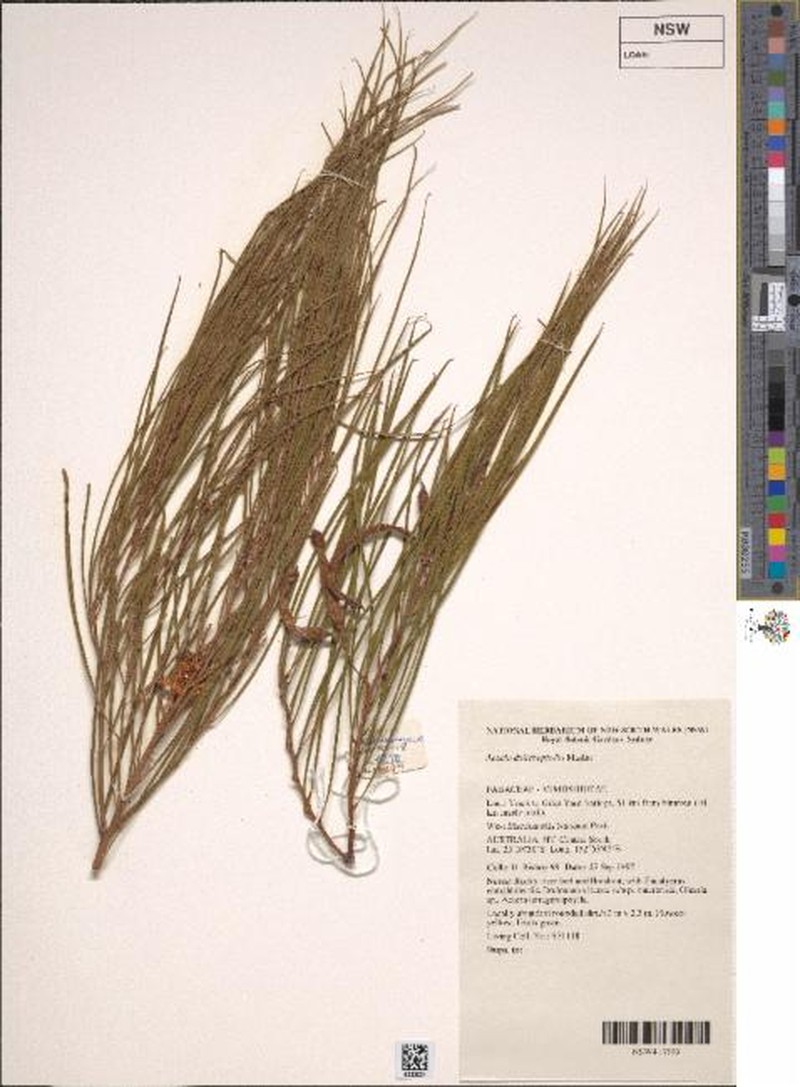 Acacia dolichophylla photo 2