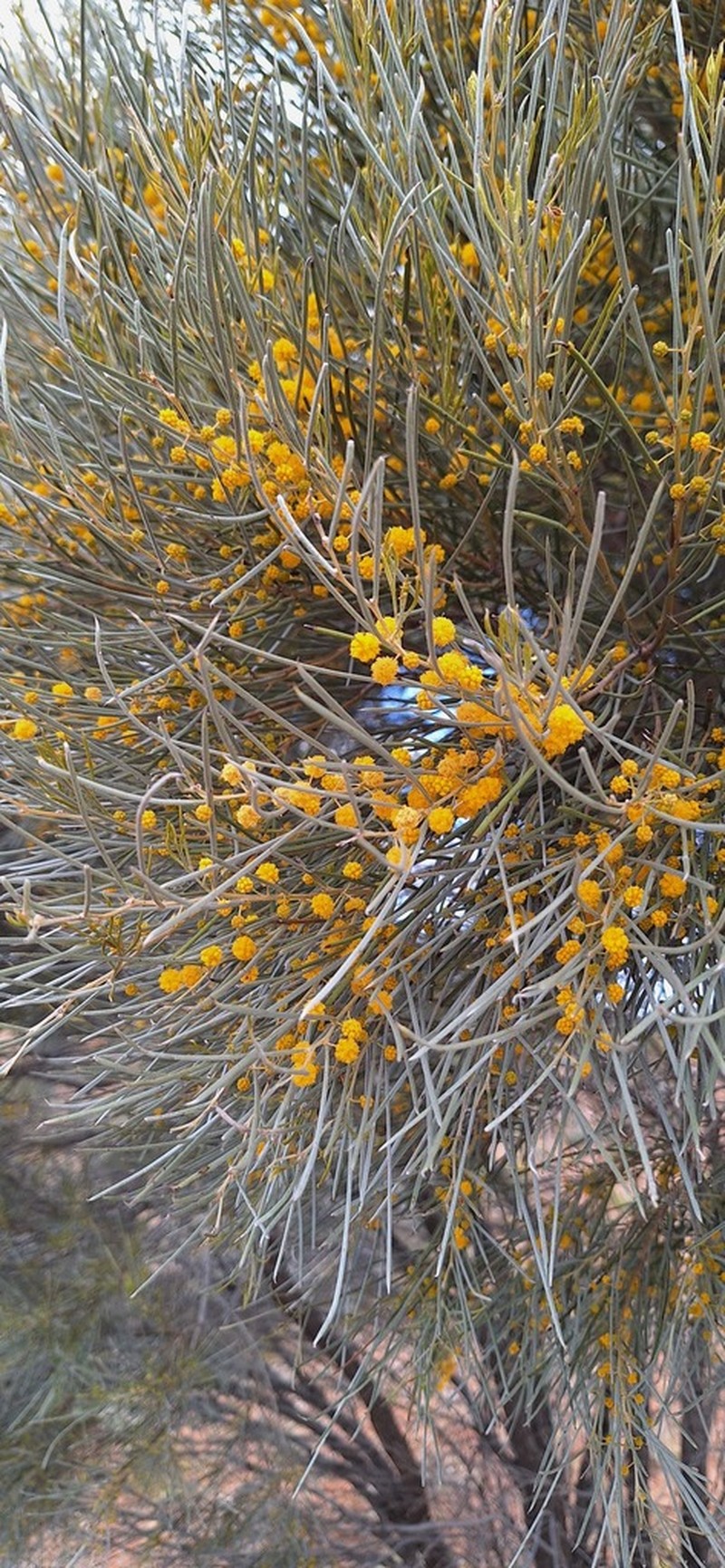 Acacia donaldsonii photo 3