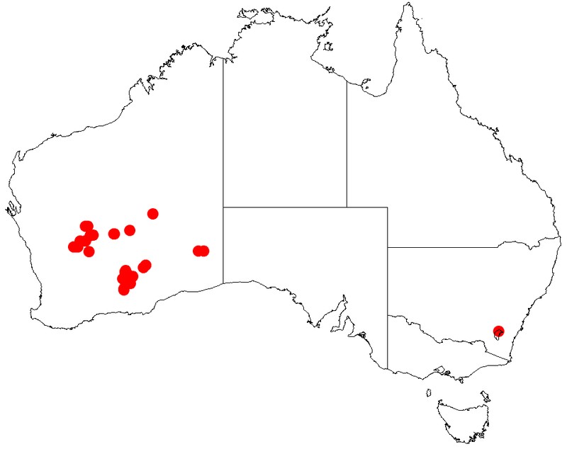 Acacia donaldsonii