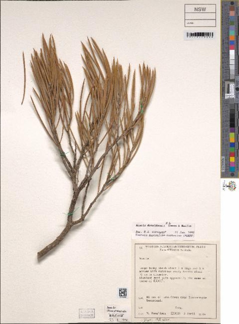 Acacia donaldsonii photo 2