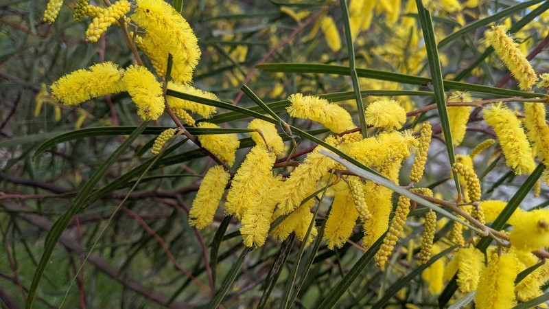 Spearwood photo 4