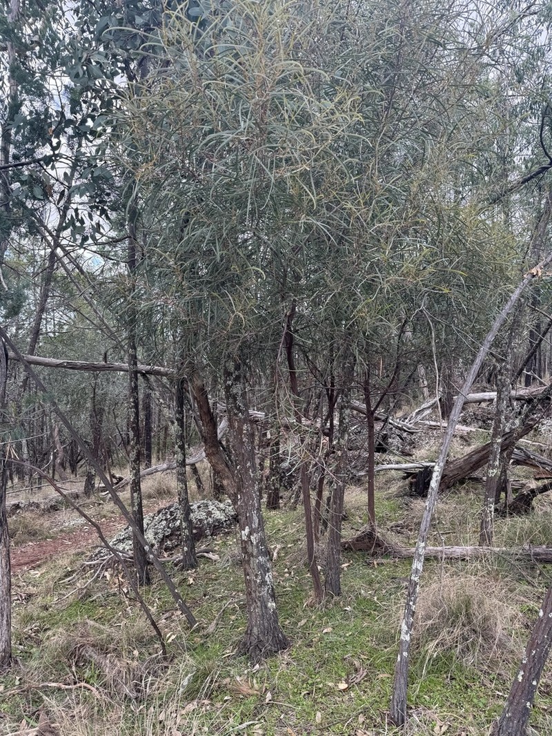Spearwood photo 5
