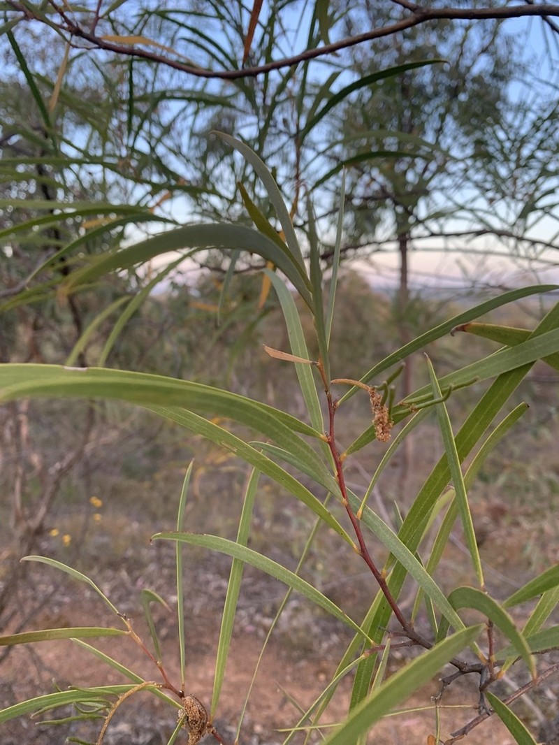 Spearwood photo 6