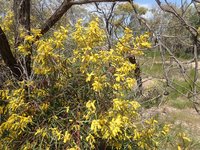 Spearwood
