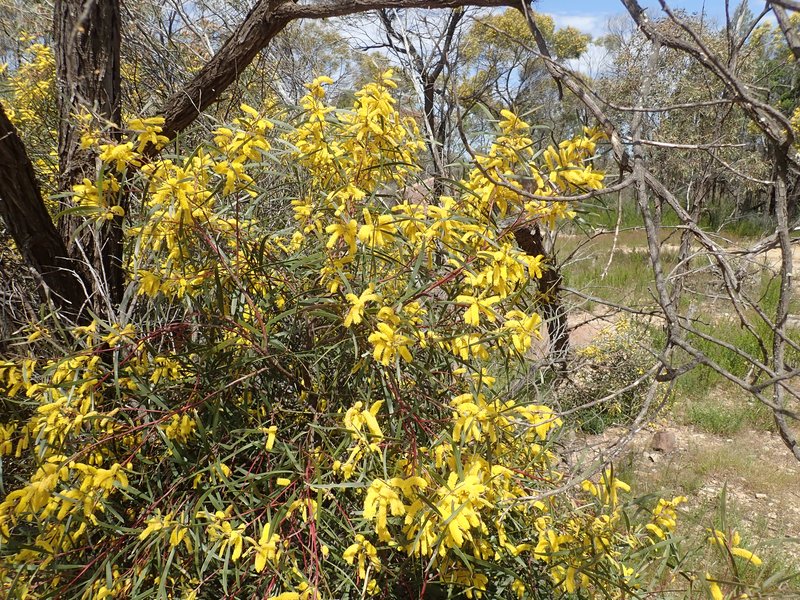 Spearwood