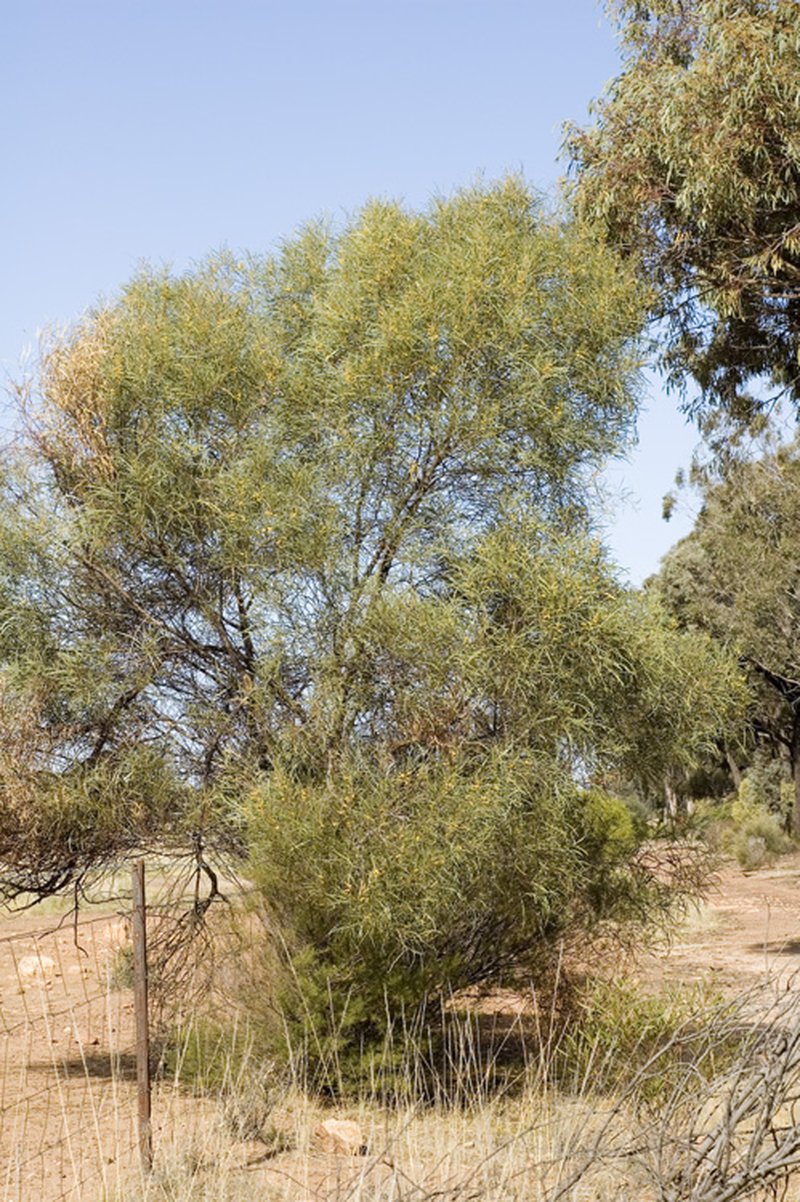 Spearwood photo 3