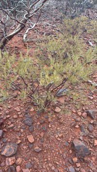 Acacia doreta