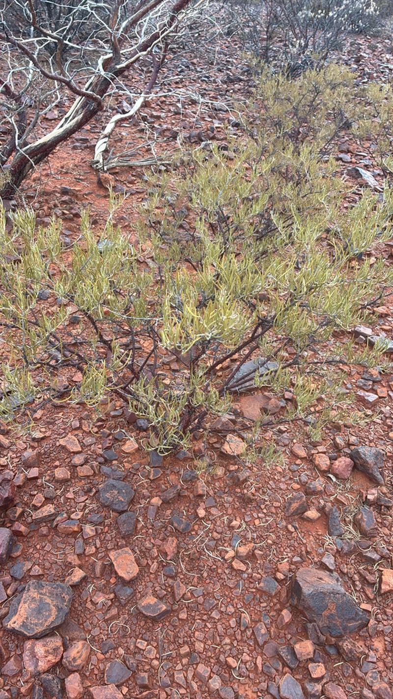 Acacia doreta