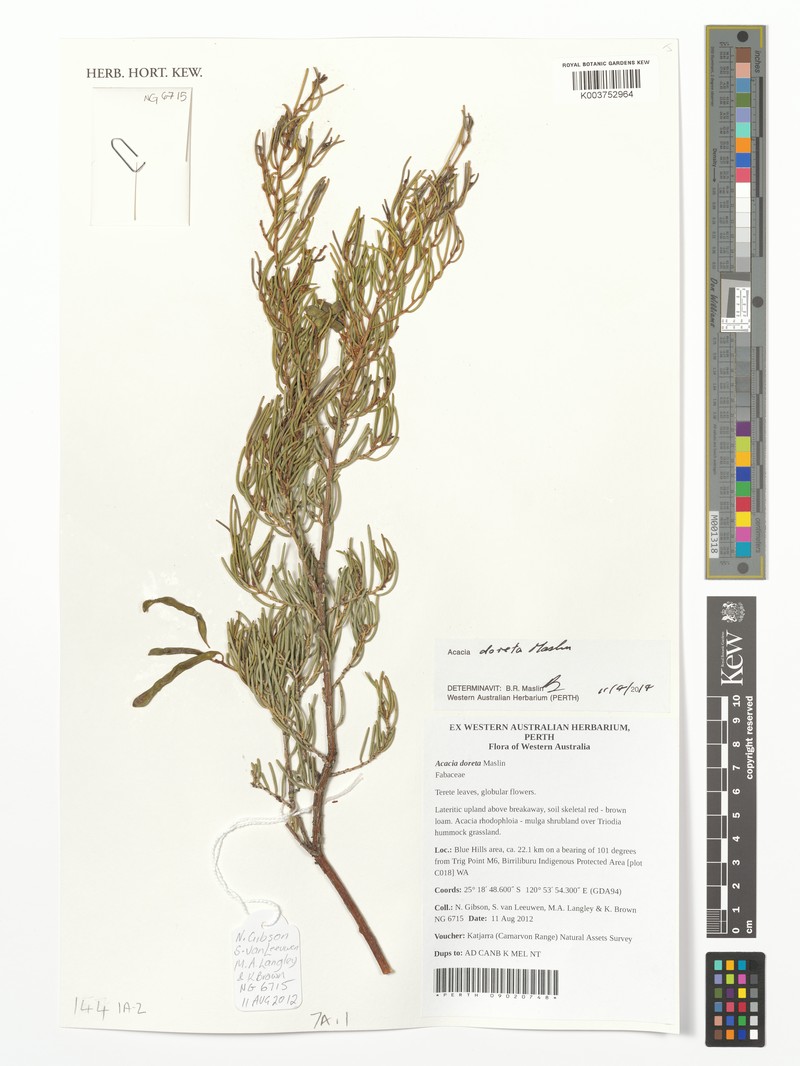 Acacia doreta