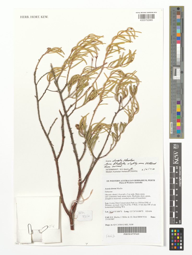 Acacia doreta photo 2