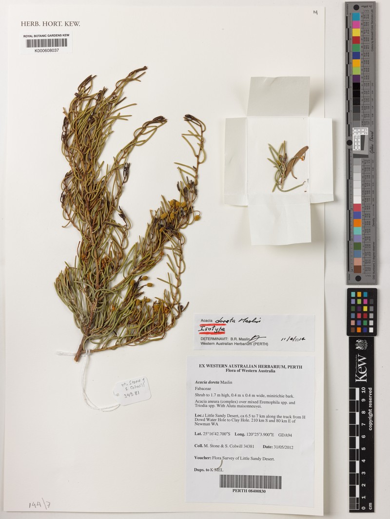 Acacia doreta photo 3
