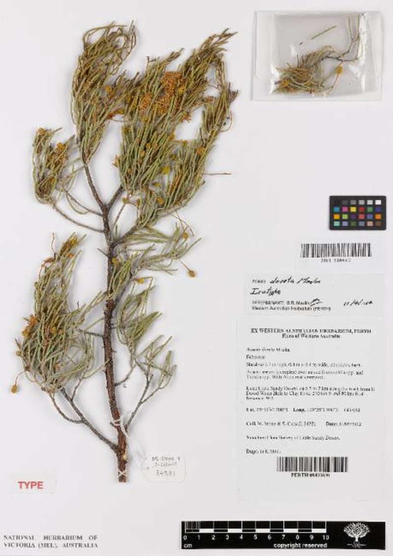 Acacia doreta photo 4