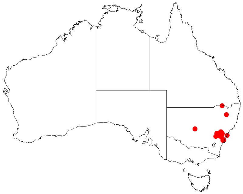 Acacia dorothea