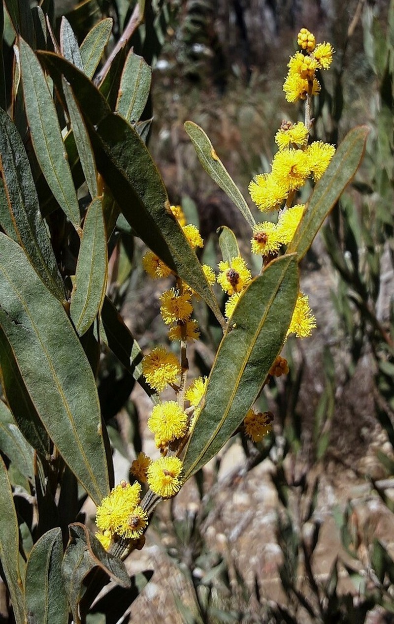 Acacia dorothea photo 2