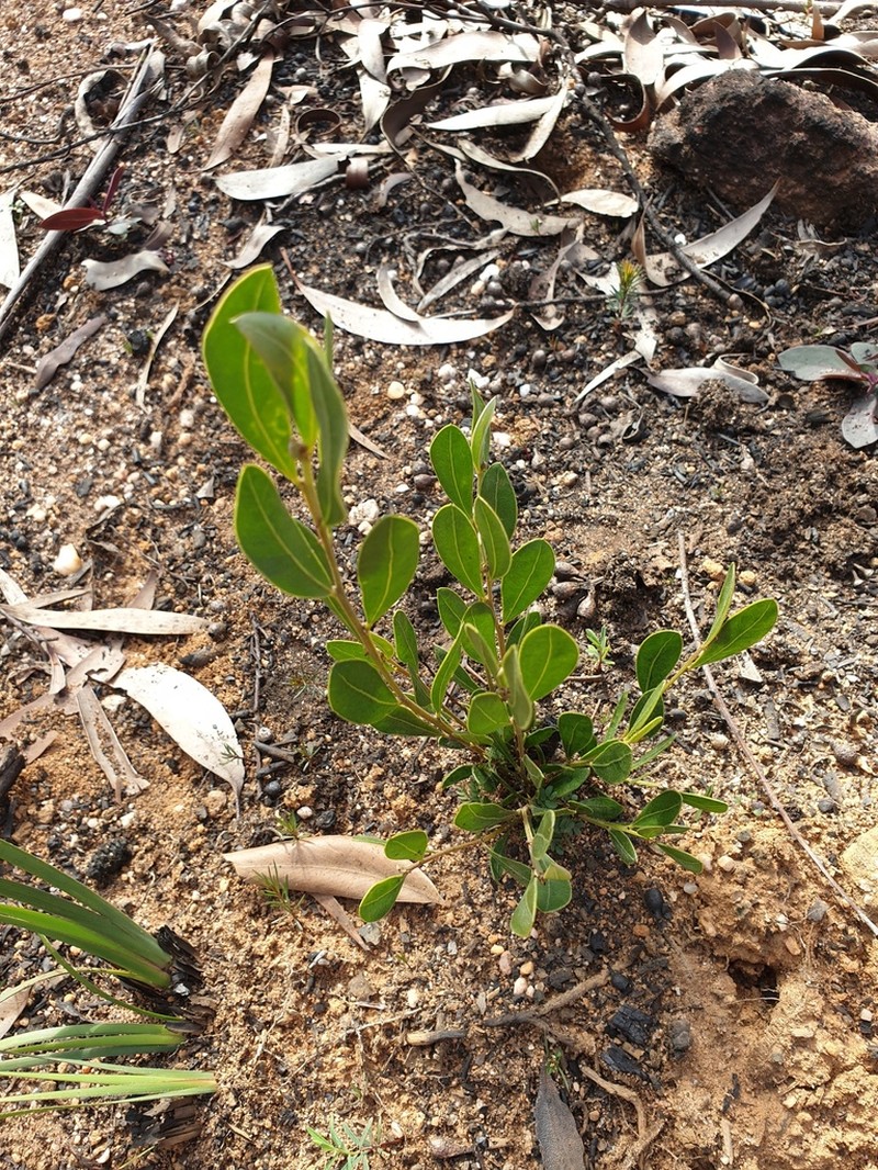 Acacia dorothea photo 3