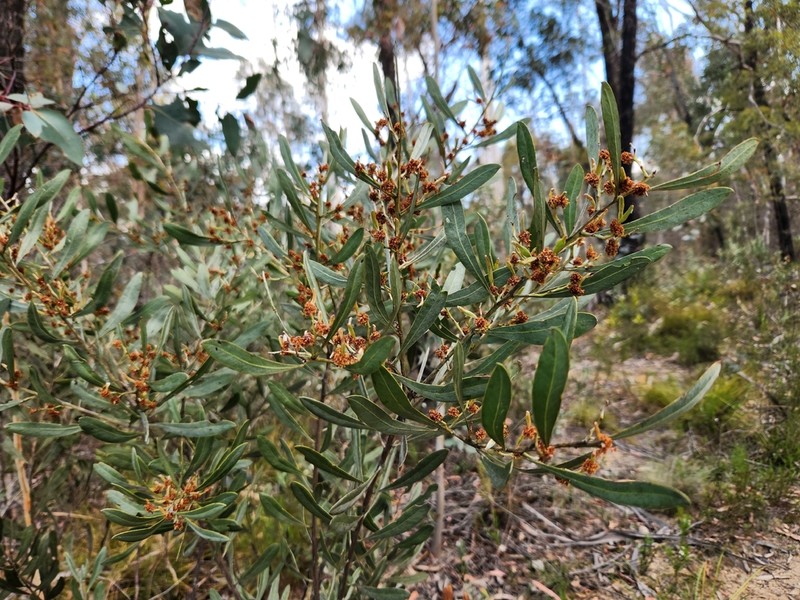 Acacia dorothea photo 4