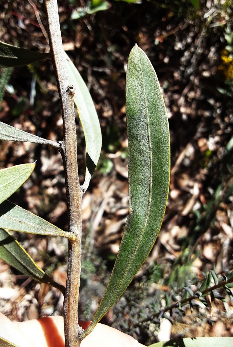 Acacia dorothea photo 5