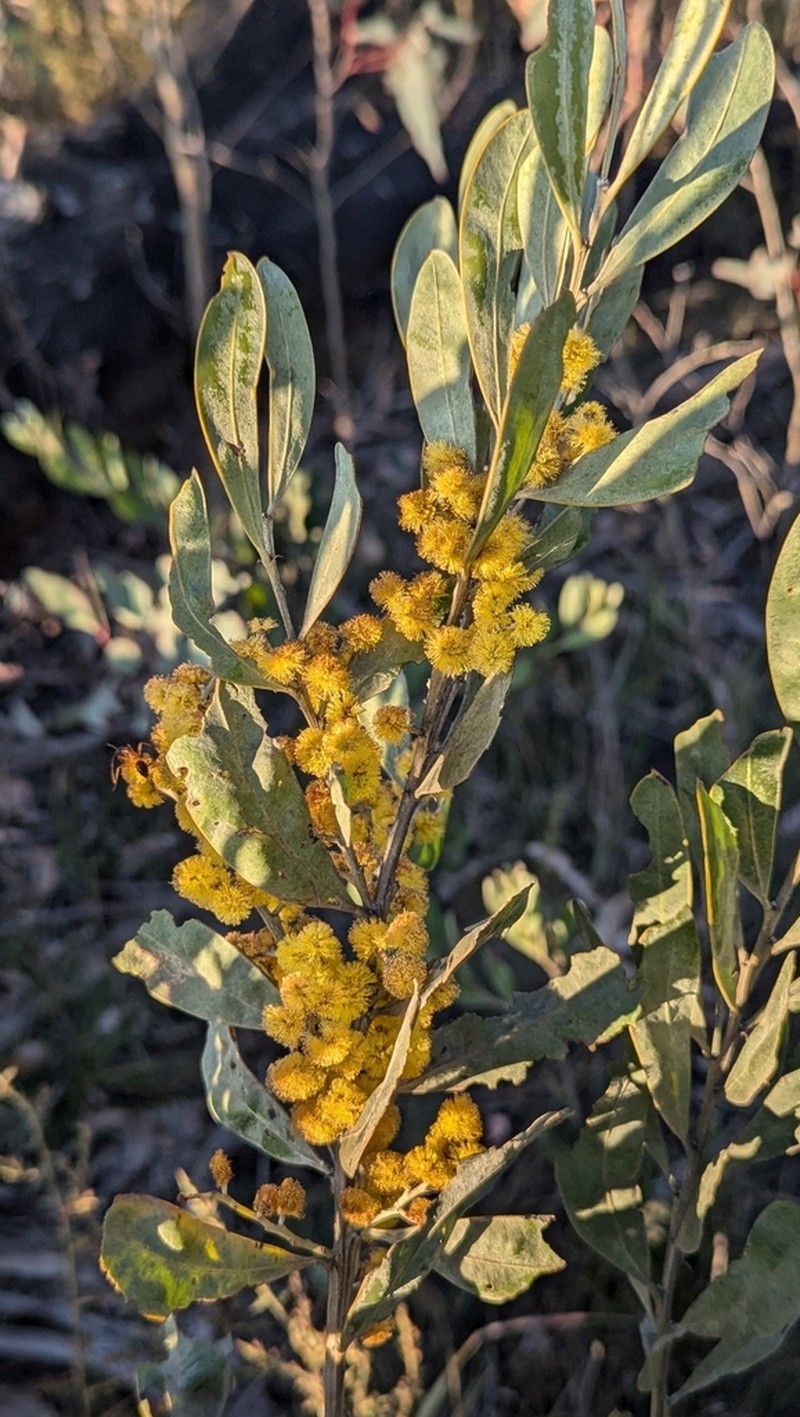 Acacia dorothea photo 6
