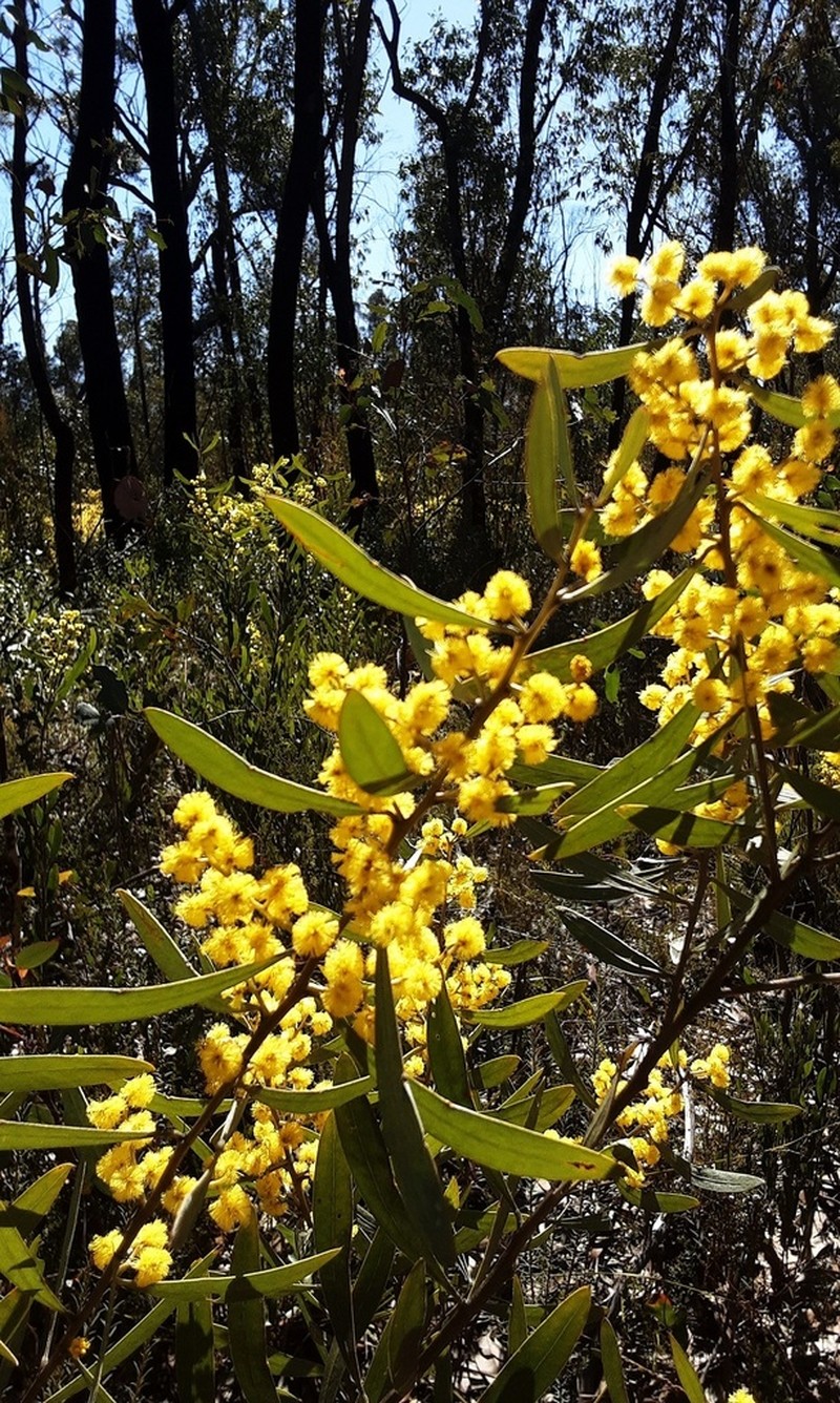 Acacia dorothea photo 7