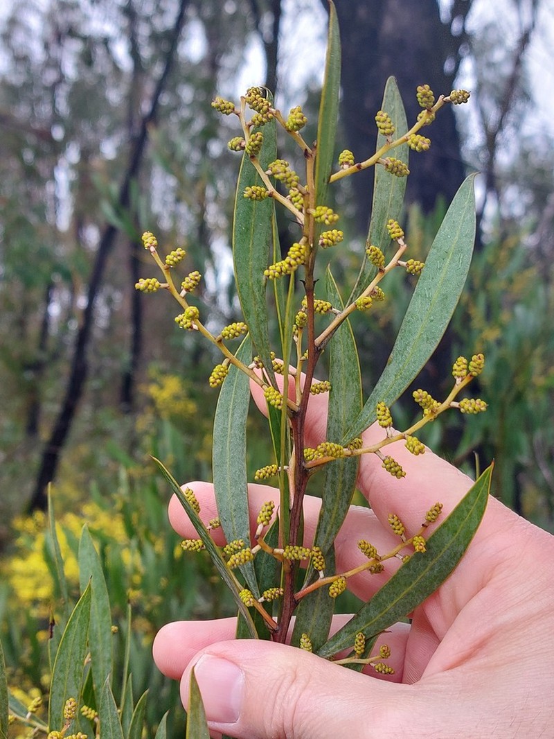 Acacia dorothea photo 8