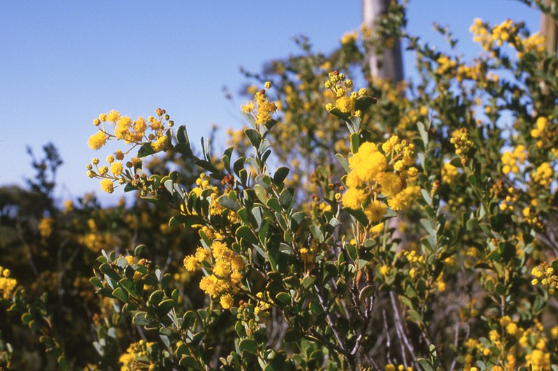 Acacia dorsenna