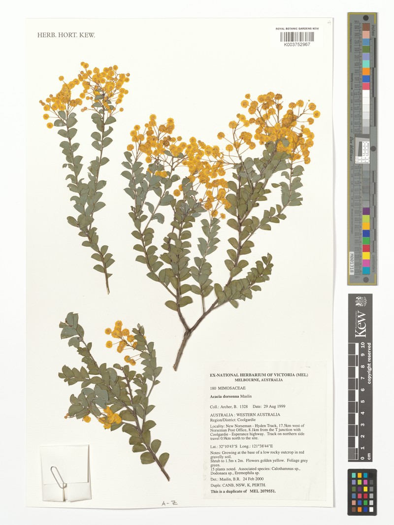 Acacia dorsenna photo 2