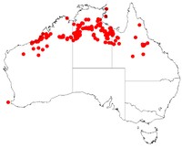Acacia drepanocarpa