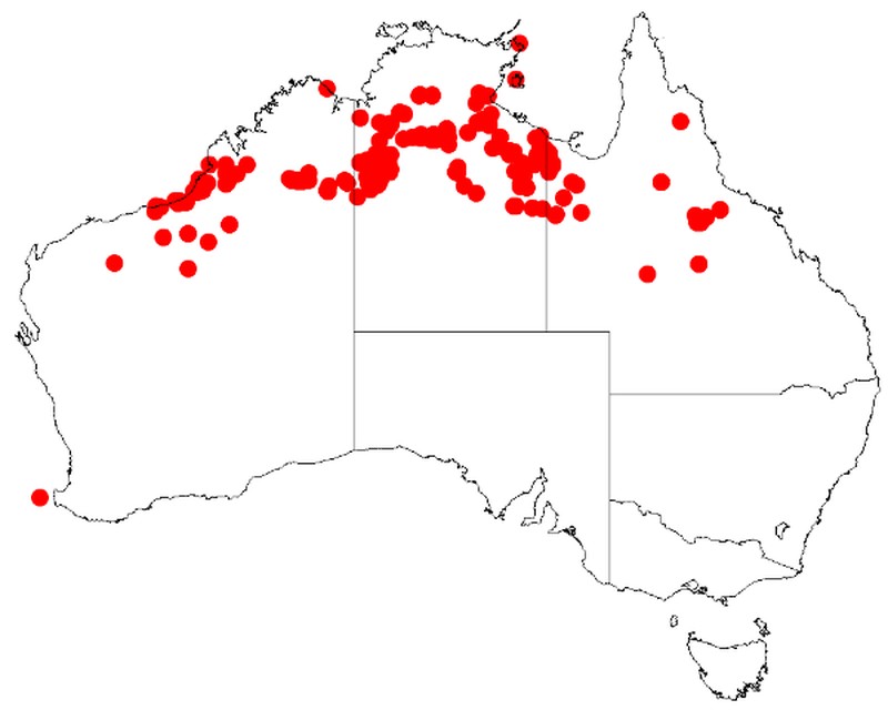 Acacia drepanocarpa