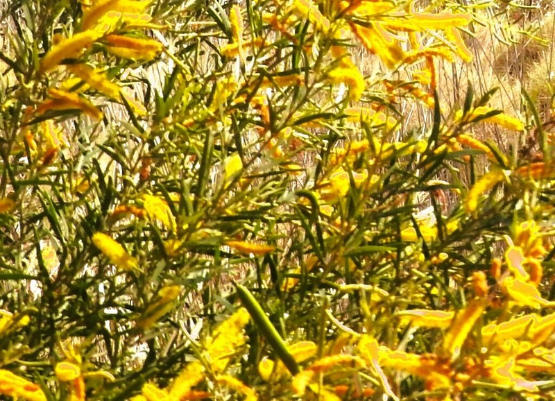 Acacia drepanocarpa photo 3